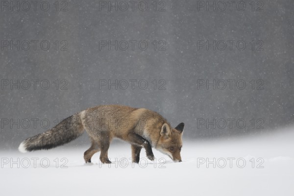Red fox in the snow, Steinborn, Rhineland-Palatinate, Germany, Europe