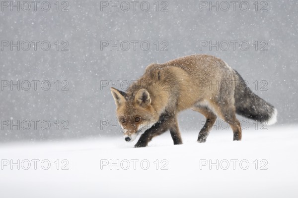 Red fox in the snow, Steinborn, Rhineland-Palatinate, Germany, Europe