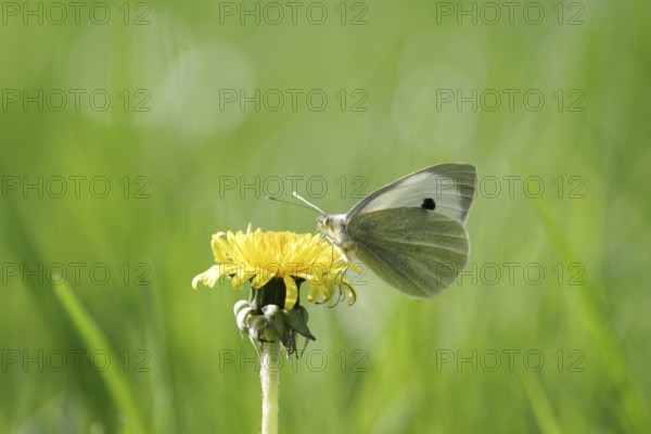Cabbage butterfly (Pieris brassicae), butterfly, dandelion, coloured, The cabbage butterfly sucks nectar from the dandelion flower