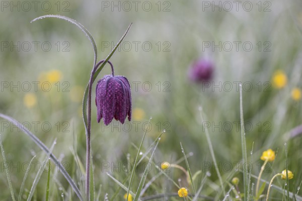 Snake's Head Fritillary (Fritillaria meleagris), Lower Saxony, Germany, Europe