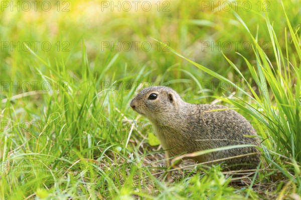 European ground squirrel (Spermophilus citellus) on a meadwo, Bavaria, Germany, Europe