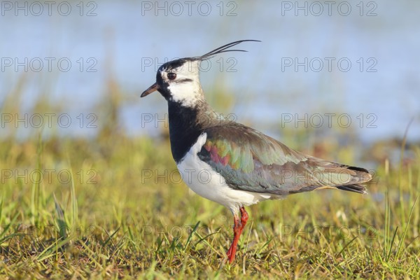 Lapwing (Vanellus vanellus) adult bird foraging in wet meadow, wildlife, animals, birds, plover family Ochsenmoor, Naturpark Dümmer See, Hüde Lower Saxony, Germany, Europe