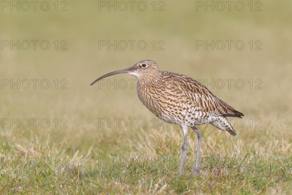 Eurasian curlew (Numenius arquata) standing in a meadow, Wildlife, Animals, Birds, Snipe family (Scolopacidae) .wader Ochsenmoor at Lake Dümmer, Hüde, Lower Saxony, Germany, Europe