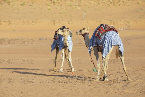 Dromedaries (Camelus dromedarius) with saddle in the Wahiba Sands or Rimal Al Wahiba or Sharqiyya Sands desert, Janub ash-Sharqiyya region, Oman, Asia