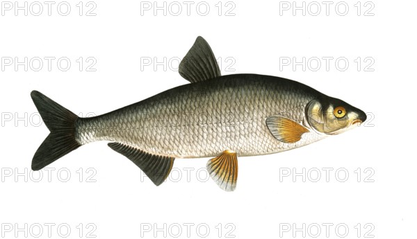 Fish, Fish, genus of carp fish, Cyprinus vimba, the carp, Historical, digitally restored reproduction from a 19th century original, Record date not stated