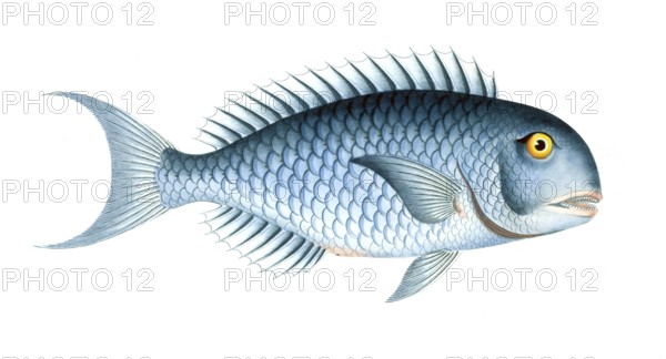 Fish, Fishes, Coryphaena coerulea, Scarus coeruleus, Blue Razorfish, Historical, digitally restored reproduction from a 19th century original, Record date not stated