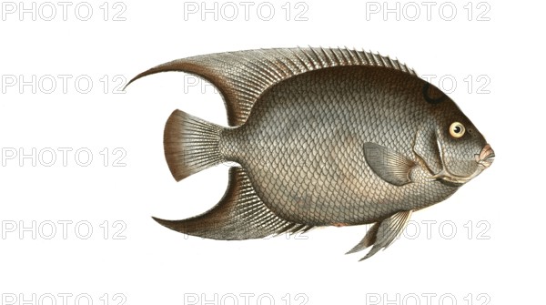 Fish, Fish, genus Butterflyfish, Butterflyfish, Chaetodon ciliaris, the hairy Angel-Fish, Historical, digitally restored reproduction from a 19th century original, Record date not stated
