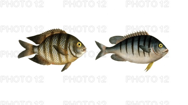 Fish, Fish, Genus butterflyfish, Butterflyfish, Chaetodon bengalensis, the Bengal clifffish. right: Genus butterflyfish, Chaetodon mauritii, the Moritz clifffish, Historical, digitally restored reproduction from a 19th century original, Record date not stated