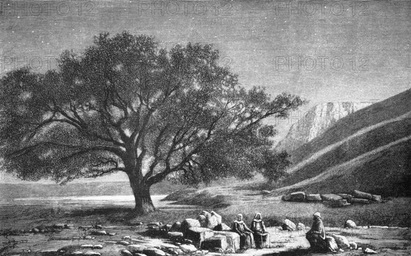 At the Sea of Tiberias or Sea of Galilee, Sea of Galilee, Christian pilgrimage site, miracle of Jesus, below sea level, tree, rock, people, travelling in Asia, Israel, historical illustration 1887, Asia