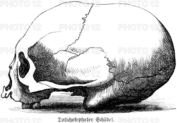 Dolichocephalic skull, long head with flat forehead and pronounced occiput, side view, skullcap, anthropology, archaeology, history of mankind, historical illustration 1880