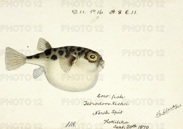 Pufferfish, Tetraodon gillbanksii, Arothron gillbanksii, a species of pufferfish in the family Tetraodontidae, Fish, Reproduction of an original, by Frank Edward Clarke (b. 1849, d. 1899), ichthyologist and scientific draughtsman