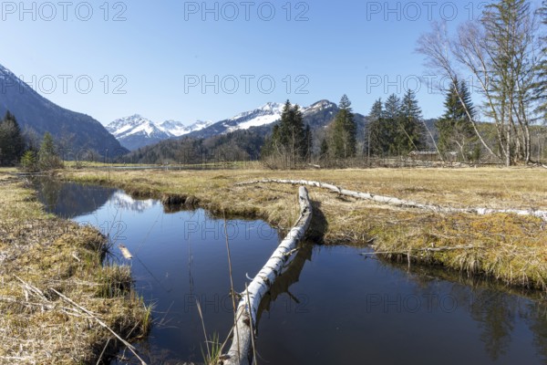 Felled tree trunk bitten by beavers (Castor fibre), beaver bite, moor pond near Oberstdorf, Oberallgäu, Allgäu, Bavaria, Germany, Europe