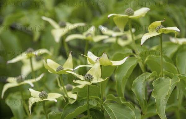Kousa dogwood (Cornus kousa), North Rhine-Westphalia, Germany, Europe