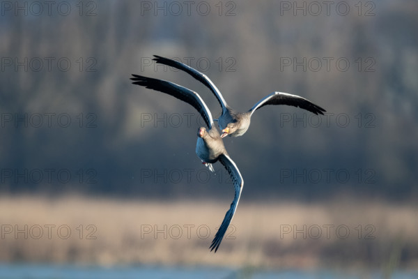 Aerial dispute between two greylag geese, in the Großen Rosin Moor nature reserve, Mecklenburg-Western Pomerania, Germany, Europe