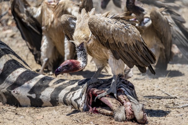 White-backed vulture (Gyps africanus) with bloody head sitting on the head of a dead plains zebra (Equus quagga), vultures feeding on the carcass, Etosha National Park, Namibia, Africa