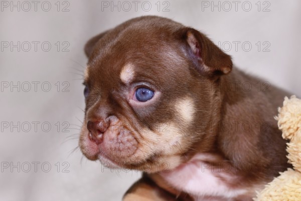Portrait of Mocca Orange Tan French Bulldog puppy