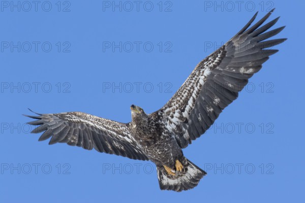 Juvenile bald eagle (Haliaeetus leucocephalus) flying under a blue sky. Region of Lanaudiere. Province of Quebec. Canada