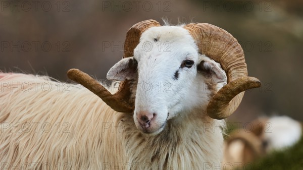 A sheep with twisted horns looks calmly into the camera, Kallikratis, Kallikratis Gorge, Sfakia, West Crete, Crete, Greek Islands, Greece, Europe