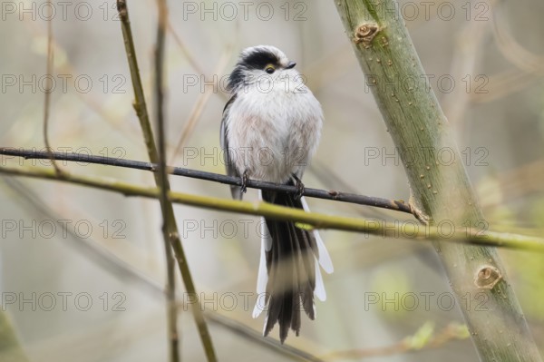 A long-tailed tit (Aegithalos caudatus) sitting on a thin branch surrounded by twigs, Hesse, Germany, Europe