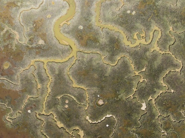 Network of channels and streams at low tide. In the marshland of the Piedras River. Aerial view. Drone shot. Huelva province, Andalusia, Spain, Europe
