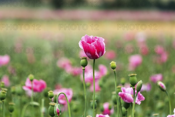 Opium poppy (Papaver somniferum), cultivation of edible poppy, poppy field, pink flowers and seed capsules, Germerode, Meißner, Geo-nature park Park Frau-Holle-Land, Hesse, Germany, Europe
