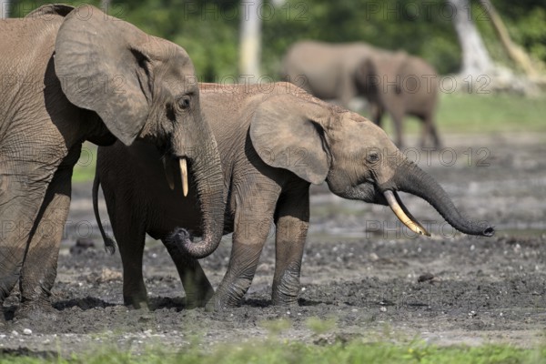 African forest elephants (Loxodonta cyclotis) in the Dzanga Bai forest clearing, Dzanga-Ndoki National Park, Unesco World Heritage Site, Dzanga-Sangha Complex of Protected Areas (DSPAC), Sangha-Mbaéré Prefecture, Central African Republic, Africa
