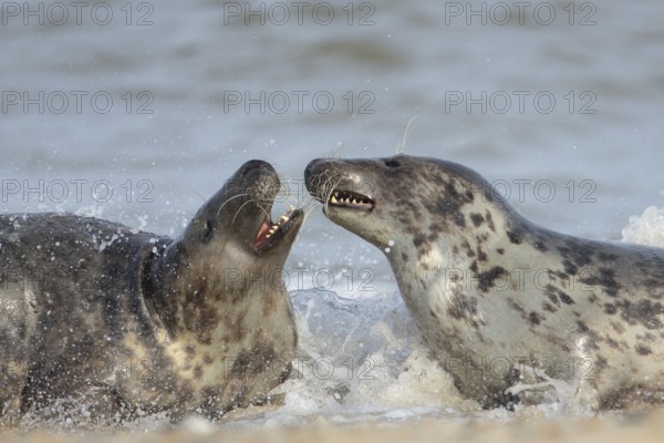 Grey seal (Halichoerus grypus) two adult animals courting and playing together in the surf of the sea, Norfolk, England, United Kingdom, Europe