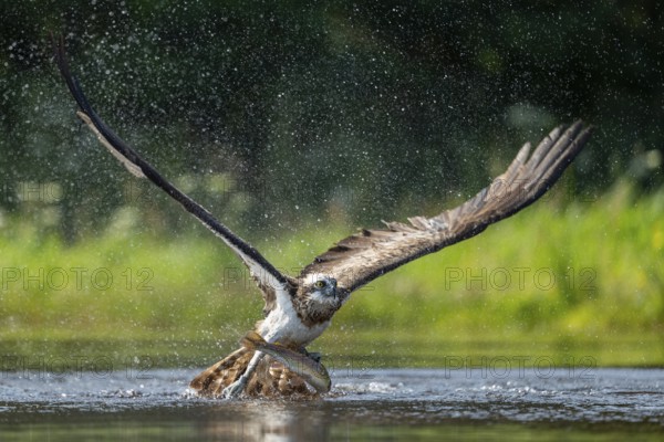 Western osprey (Pandion haliaetus) hunting, Aviemore, Scotland, Great Britain