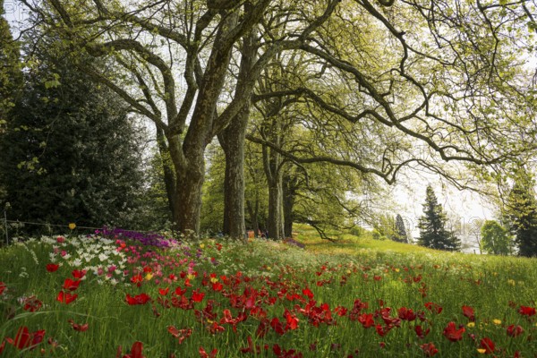 Park and flower meadow with colourful tulips, Mainau Island, Lake Constance, Baden-Württemberg, Germany, Europe