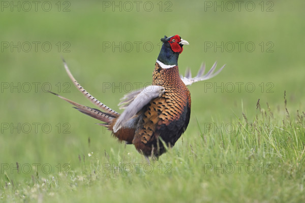 Pheasant or hunting pheasant (Phasianus colchicus), male flapping his wings, Lake Neusiedl National Park, Seewinkel, Burgenland, Austria, Europe