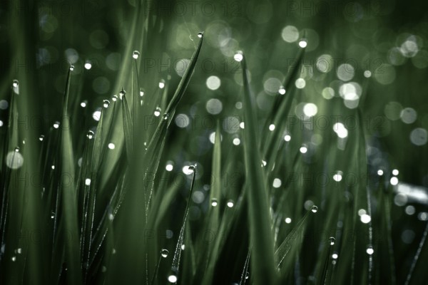 Blades of grass in detail with dewdrops, Mindelheim, Bavaria, Germany, Europe