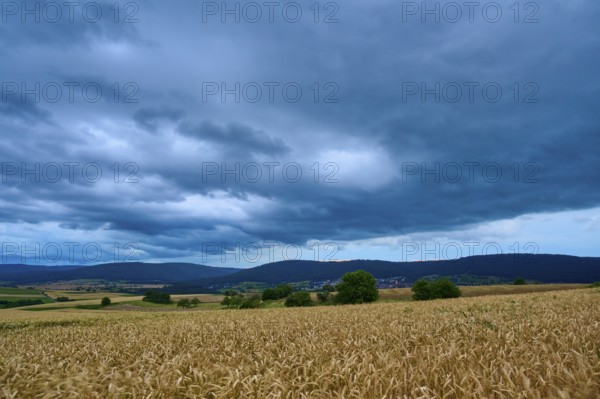 Wide wheat field (Triticum), in front of a hilly landscape under a cloudy sky at dusk, summer, Mönchberg, Miltenberg, Spessart, Bavaria, Germany, Europe