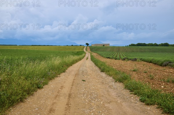 Field path leads through a rural area with lavender fields (Lavandula), meadows, in the background a country house and a cloudy sky, summer, Valensole, Alpes-de-Haute-Provence, Provence-Alpes-Cote d'Azur, France, Europe