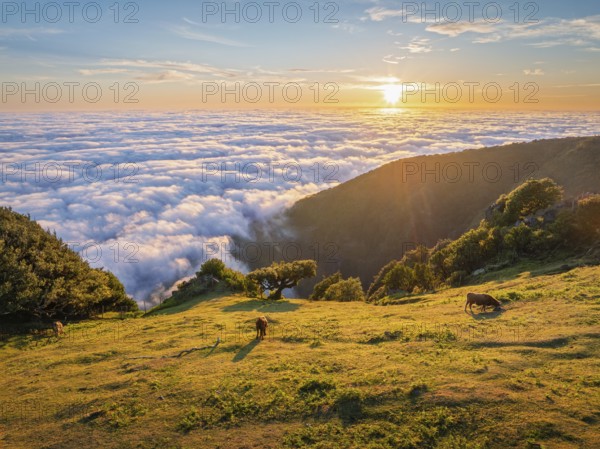 Aerial view of sunrise above clouds and green hills with cows grazing at Fanal mountain, Madeira island, Portugal, Europe