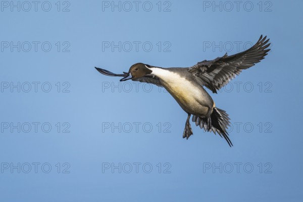 Northern Pintail, Anas acuta, male in flight over winter marshes