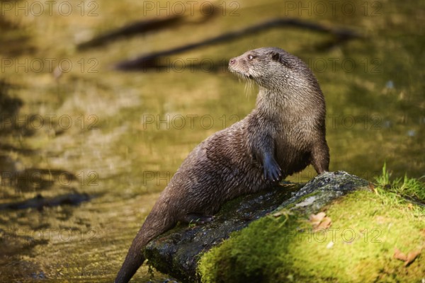 Eurasian otter (Lutra lutra) on a rock in the bavarian forest, Bavaria, Germany, Europe