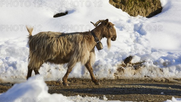 A goat walking through a snow-covered path in a wintry atmosphere, sheep (e) or goat (n), ovis, caprae, Crete, Greek Islands, Greece, Europe