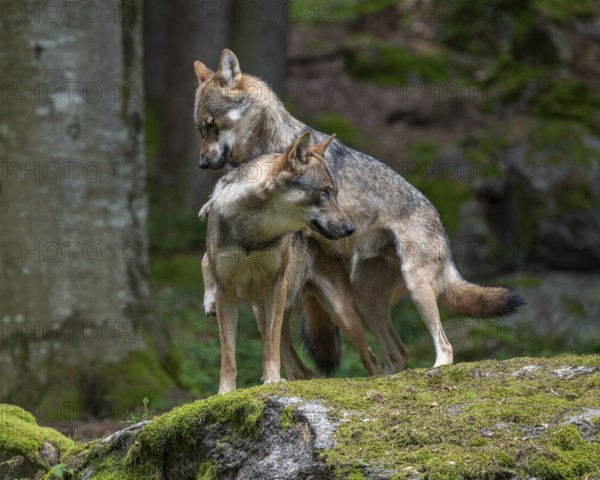 Wolves (Canis lupus) standing on a rock covered with moss, social behaviour, captive, Bavarian Forest National Park, Bavaria, Germany, Europe