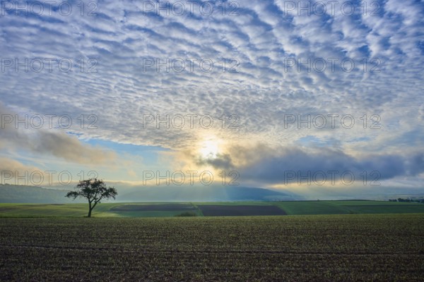 A lone apple tree (Malus Domestica), in a field at sunrise, surrounded by dramatic sky and rays of light, autumn, Eichelsbach, Elsenfeld, Spessart, Bavaria, Germany, Europe