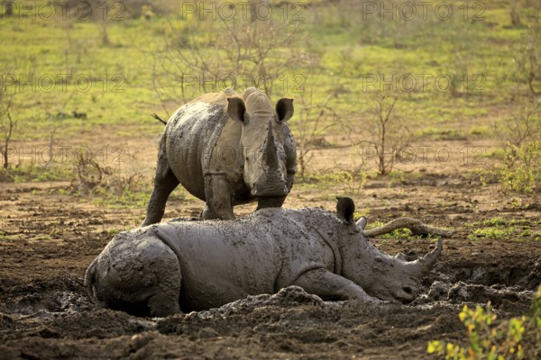 White rhino, white rhino (Ceratotherium simum), adult in mud bath, two animals, Hluhluwe Umfolozi National Park, Hluhluwe iMfolozi National Park, KwaZulu Natal, South Africa, Africa