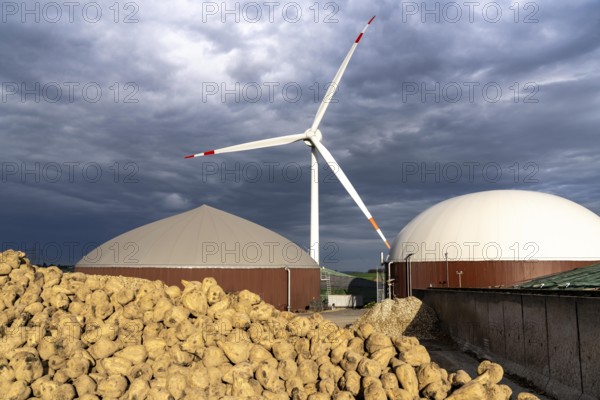 Biogas plant produces gas from various biomass, here the sugar beet storage, the electricity is produced in combined heat and power plants with the biogas produced and sold to companies in the neighbouring industrial estate, the heat generated is fed into a local heating network, gas storage and wind power plant, Ense, North Rhine-Westphalia, Germany, Europe