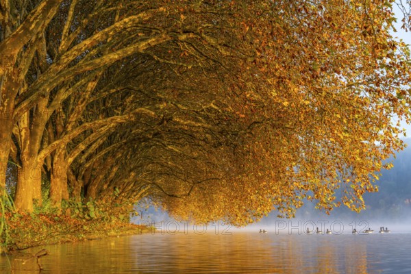 Autumn colours at the Platanen Allee, Hardenberg Ufer, lakeside path at Lake Baldeney, near Haus Scheppen, in Essen, Geese, North Rhine-Westphalia, Germany, Europe