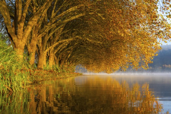 Autumn colours on the Platanen Allee, Hardenberg Ufer, lakeside path on Lake Baldeney, near Haus Scheppen, in Essen, North Rhine-Westphalia, Germany, Europe