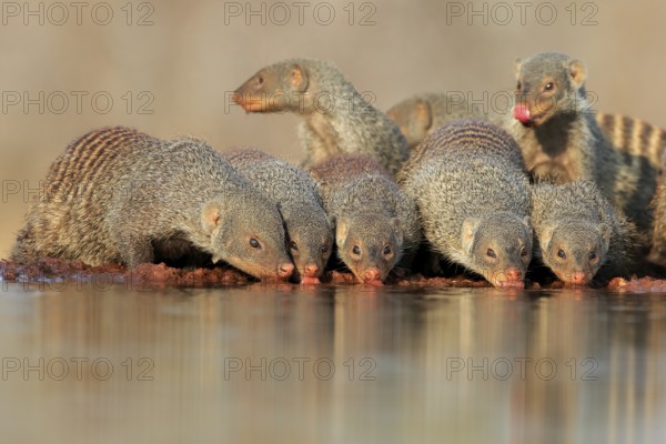 Zebra mongoose (Mungos mungo), adult, group, at the water, drinking, Kruger National Park, Kruger National Park, Kruger National Park South Africa