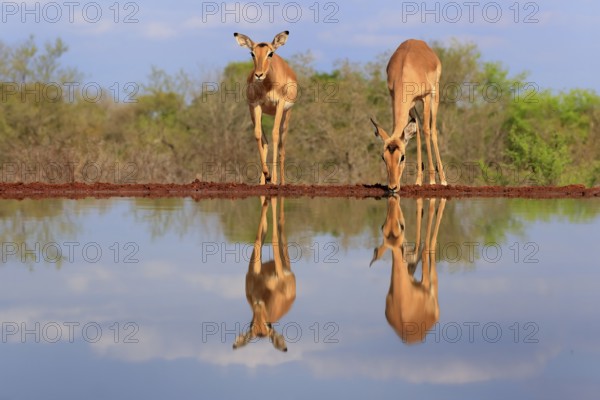 Black Heeler Antelope (Aepyceros melampus), adult, female, two, at the water, drinking, Kruger National Park, Kruger National Park, Kruger National Park South Africa