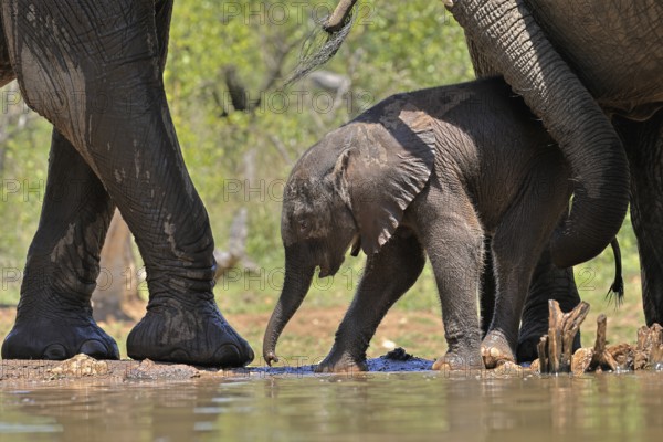 African elephant (Loxodonta africana), young animal, with mother, baby elephant, calf, at the water, drinking, social behaviour, Kruger National Park, Kruger National Park, South Africa, Africa