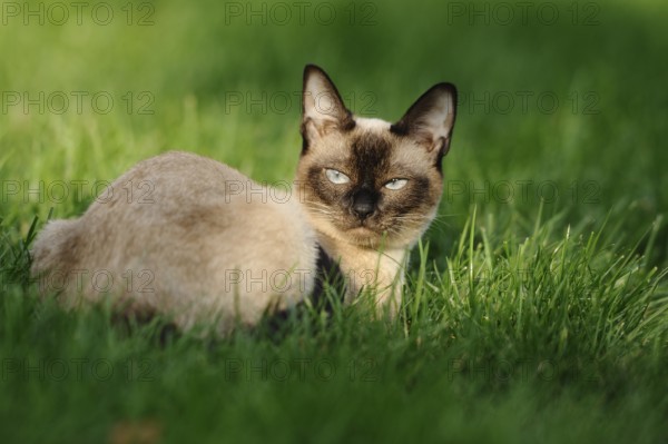 Siamese cat lying relaxed on a sunny green meadow, domestic cat (Felis catus), Siamese cat, Siam Seal Point, Bavaria