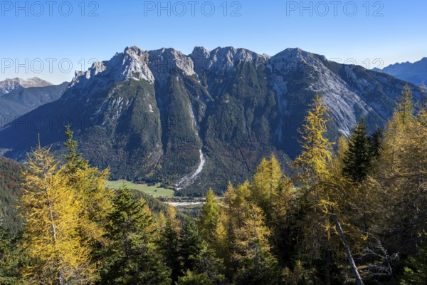 Autumnal mountain forest, yellow-coloured larches, ascent to the Große Arnspitze, view of mountain peaks of the Karwendel, near Scharnitz, Bavaria, Germany, Europe