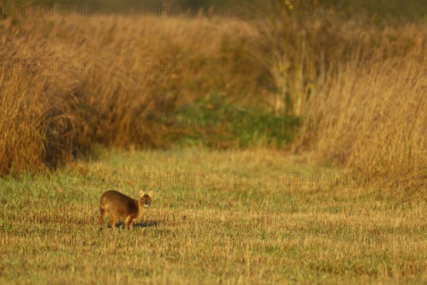 Chinese water deer (Hydropotes inermis) adult animal in a gap between a reedbed, England, United Kingdom, Europe