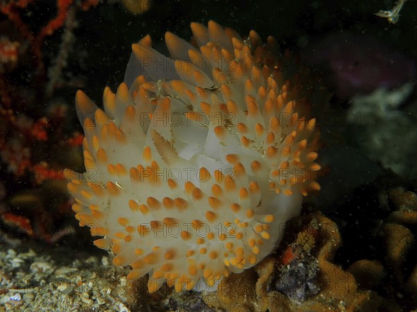 White nudibranch with dense orange dots, gas flame nudibranch (Bonisa nakaza), in the underwater world, False Bay dive site, Cape of Good Hope, Cape Town, South Africa, Africa